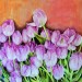 Tulipani rosa - 2013 - acrilico su tela - cm 70x70cm