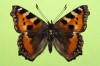 Aglais urticae