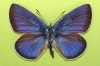Cyaniris semiargus