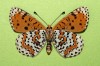 Melitaea didyma
