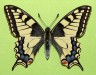 Papilio machaon