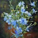 Azzurri (fiori del radicchio), 2017 - olio su tavola - cm 30x30