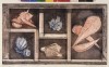 Scatola di conchiglie, 1988 - acquaforte acquatinta a piu matrici