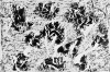 Ciclo quasi  Monocromi CHARTA - residui labirintici 1_2012 - incisioni su stampa fotografica Diasec Dibond 4mm - cm 40x60, ediz unica
