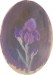 Iris, tempera su cartone, 1985 ca., cm. 34,8x26 (coll. Donato Paluzzi)